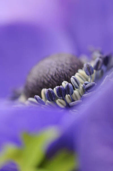 anemone coronaria de caen, anemone