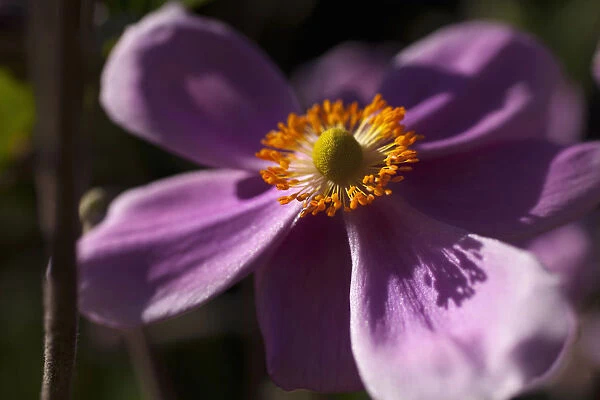 Anemone, Japanese Anemone, Anemone hupehensis var japonica, Side view of mauve coloured flower growing outdoor showing stamen