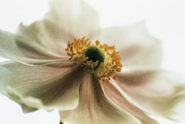 JR_40. Anemone x hybrida Honorine Jobert. Anemone - Japanese anemone. Cream subject