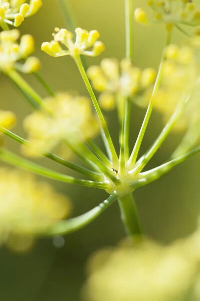 apiaceae. Apiaceae, Apiaceae Umbelliferae, close up showing umbellifer shape