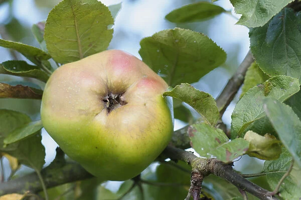 Apple, Malus domestica Catshead, Single fruit of cooking apple, with leaves