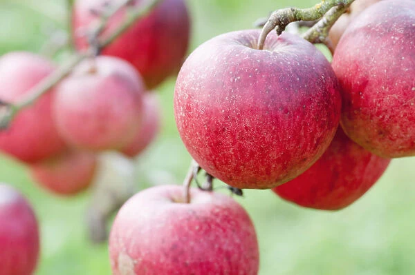 Apple, Malus domestica Pinnova, Several red apples shown growing on twigs
