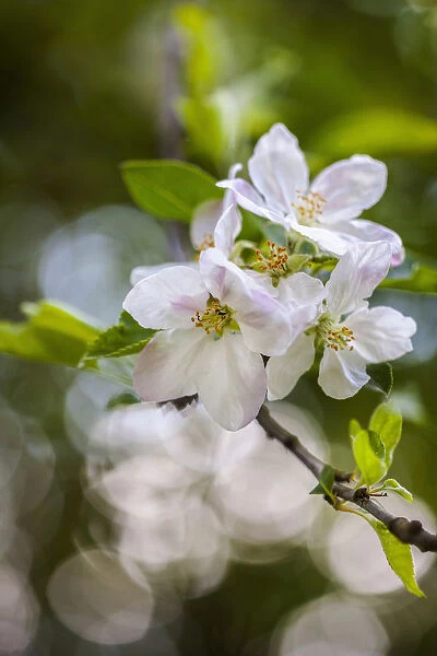 Apple tree, Malus domestica, White flower blossoms growing outdoor