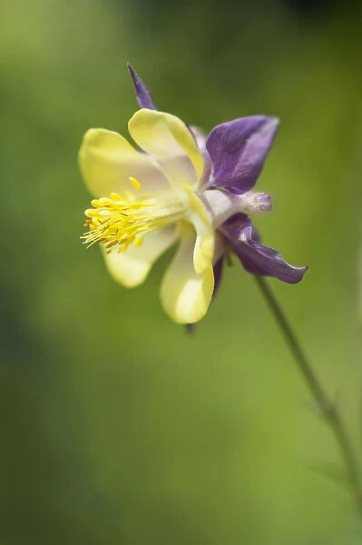 Aquilegia hybrida Beauty in Nature Botany Columbine