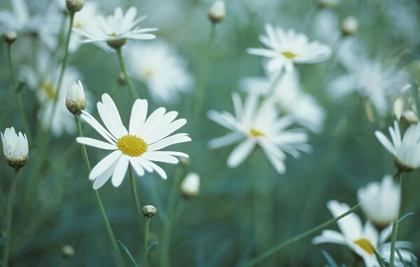 VG_74. Argyranthemum. Marguerite  /  Daisy