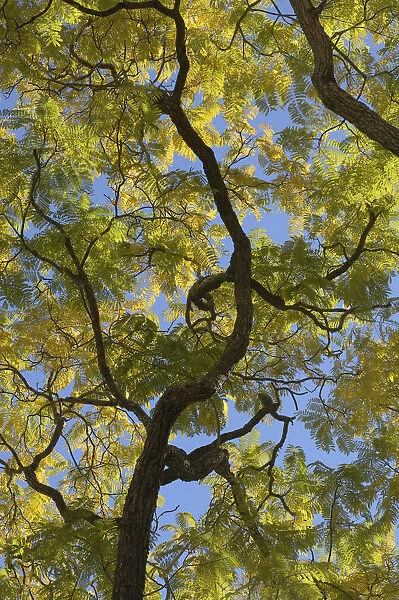 tree. Australia, Looking up through tree canopy of branches