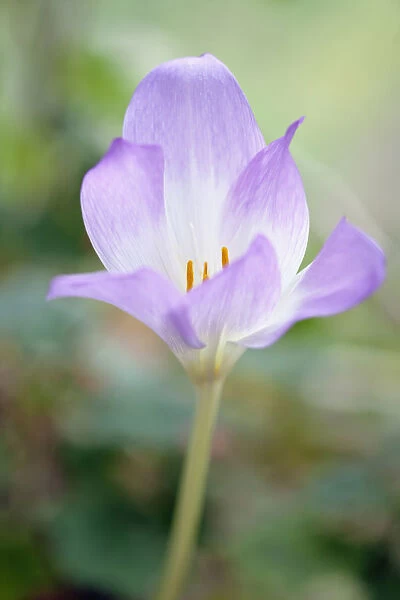 Autumn crocus, Colchicum Rosy Dawn, Close side view of one flower with mauve tinged
