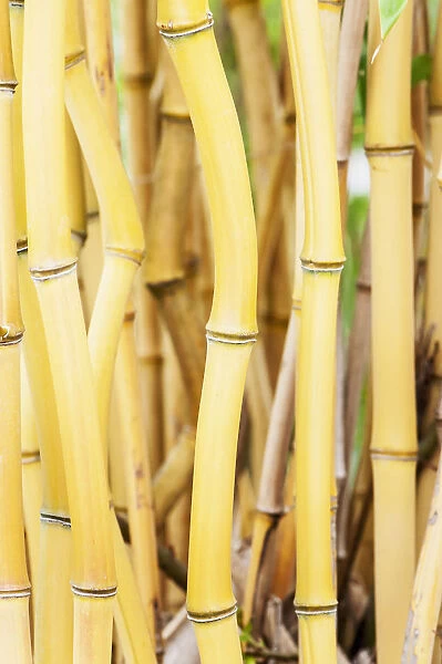 Bamboo, Phyllostachys aureosulcata