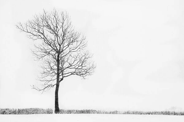 Tree. Bare winter tree in a hedgerow surrounded by a snow covered landscape
