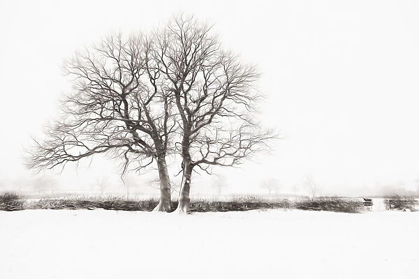 Tree. Bare winter trees in a hedgerow surrounded by a snow covered landscape