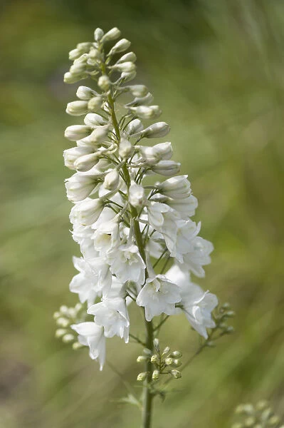 Beauty in Nature Botany Consolida regalis White Spire