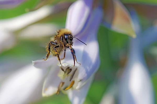 Bee on Hosta Flowers