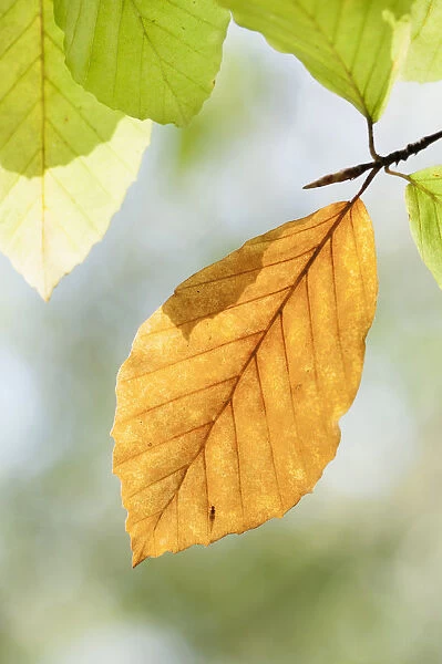 Beech, Fagus sylvatica, single backlit yellow brown leaf on a twig, with others above