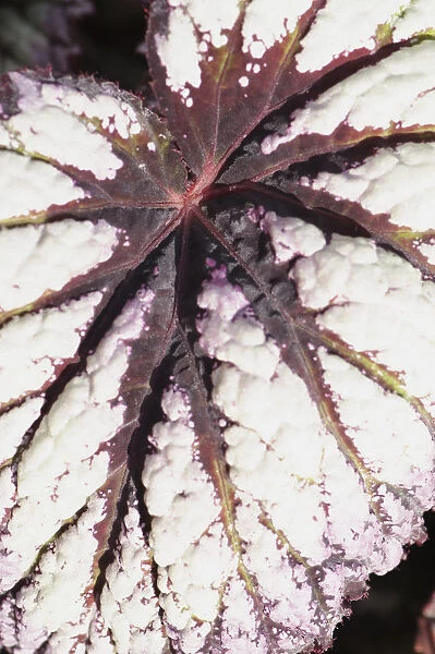 Begonia, Begonia Fireworks, close view of a leaf showing the maroon markings again