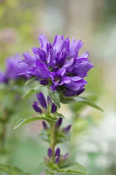 Bellflower, Campanula lingulata, Close up of purple coloured flower growing outdoor