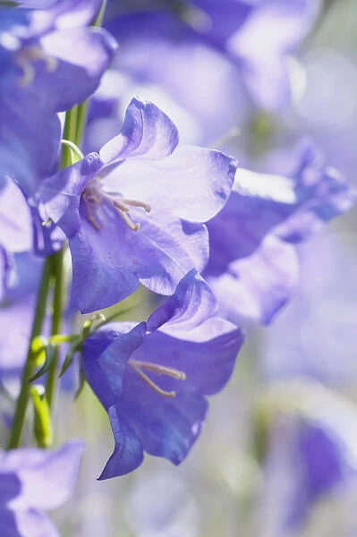 Bellflower, Campanula persicifolia, Close view of backlit blue flowers of the
