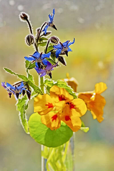 Borage Borago officinalis Blue Annual Flowering season Summer