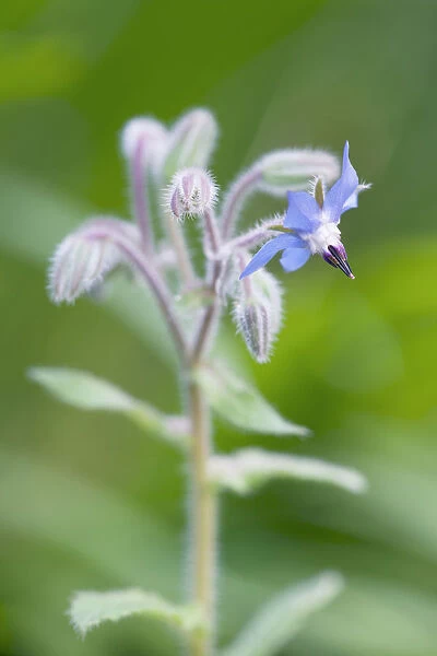 Borage, Borago officinalis, One open blue flower on a stem with hairy buds