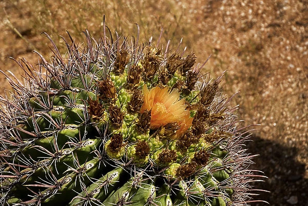 cactus. USA, Arizona, Saguaro National Park, Cactus with orange flower