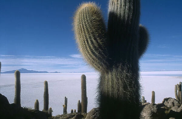 cactus cultivar, cactus