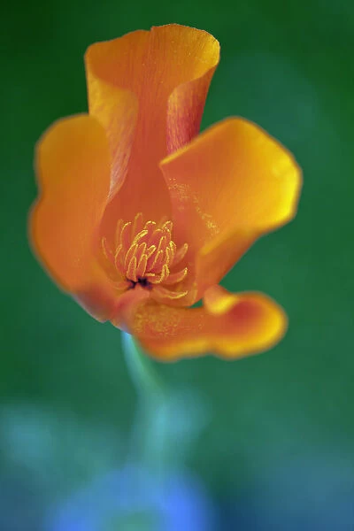 Californian poppy, Eschscholzia californica, Looking inside a partially open flower