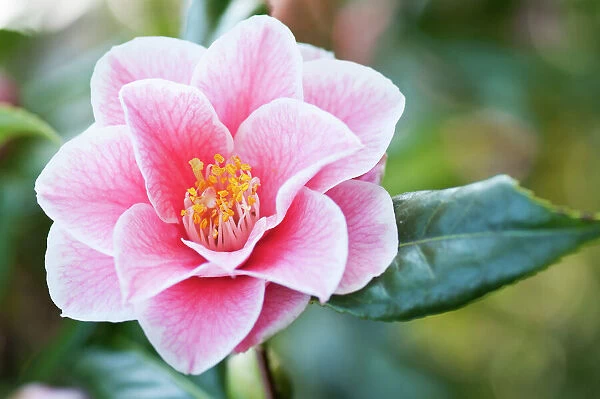 camellia, camellia japonica yours truly