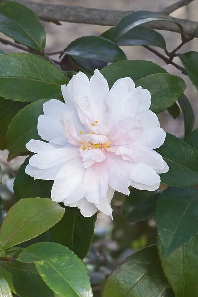 Camellia, Camellia Jean May, Camellia sasanqua Jean May