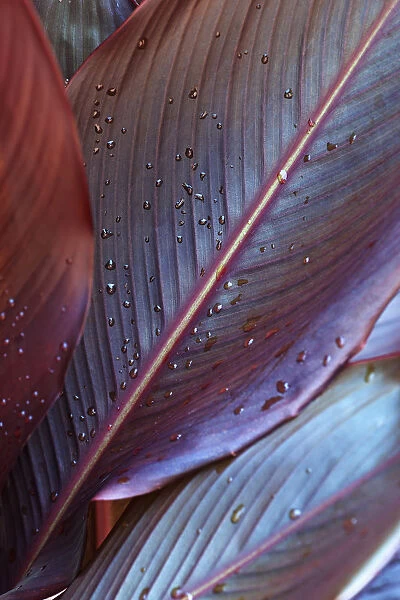 Canna lily, Indian shot, Canna x generalis, Close up showing pattern of leaf with water droplets