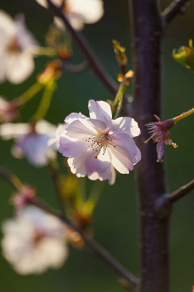 Cherry, Prunus serrualta, Close up of pink flower blossoms growing on Japanese Cherry Tree outdoor