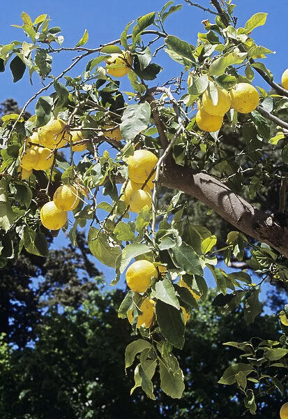 citrus limon, lemon, yellow subject