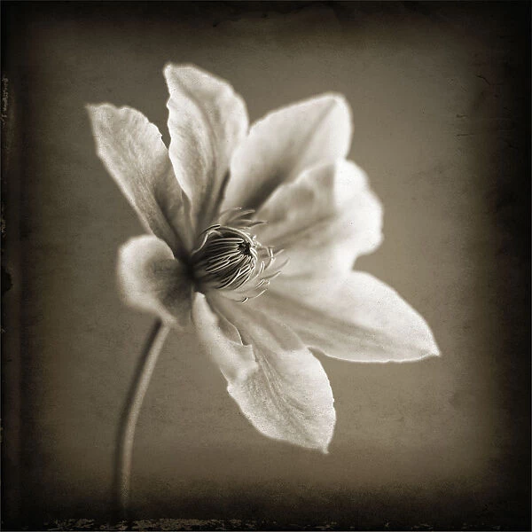 Clematis. Black & White studio shot of a Clematis flower