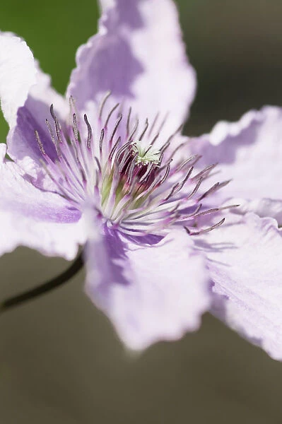 Clematis, Clematis Hagley hybrid, Close view of the pastel mauve flower showing the