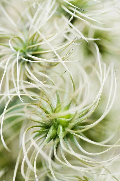 Clematis, Clematis Marmori, Close up shwoing the swirly seedheads