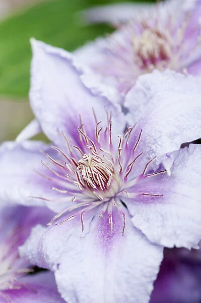 Clematis, Clematis Marmori, Large, pale pink to lilac-pink flowers