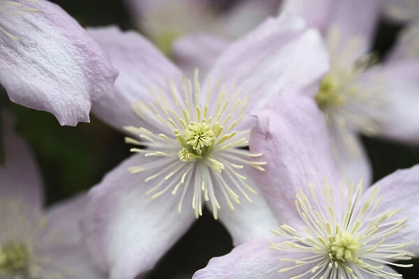 Clematis, Clematis Montana Wilsonii, A open white flower with pink tinging showing filaments and stamen