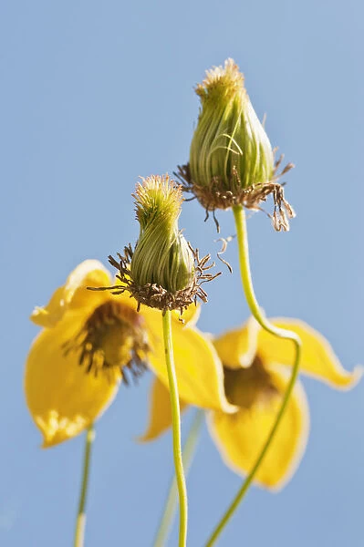 Clematis Clematis tangutica Yellow Perennial