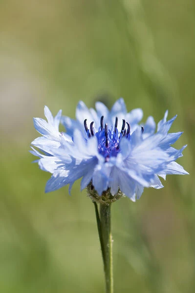 Cornflower, Centaurea cyanus, Close side view of the blue flower showing the black stamen