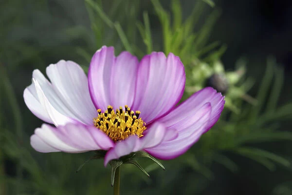 Cosmos 3. Cosmos, Cosmos Sensation, Close side view of one open flower