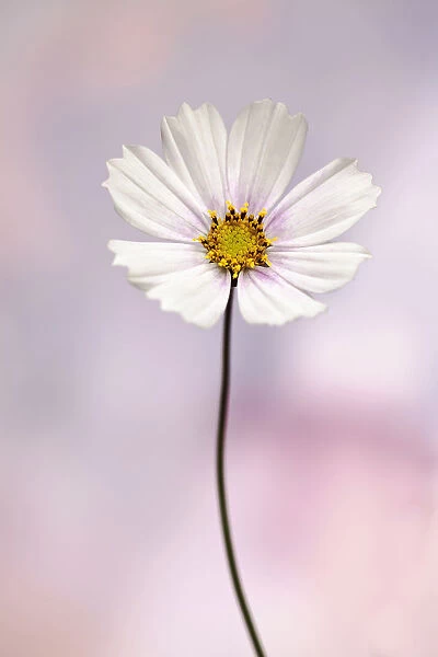Cosmos bipinnatus Daydream, Front view of one fully open flower with white petals