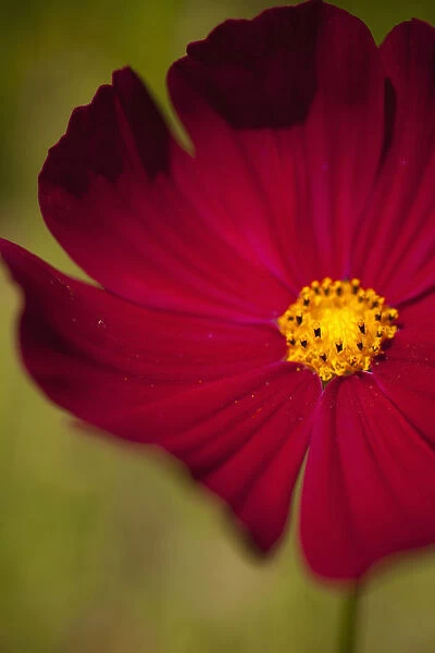 Cosmos, Red coloured flower growing outdoor showing stamen