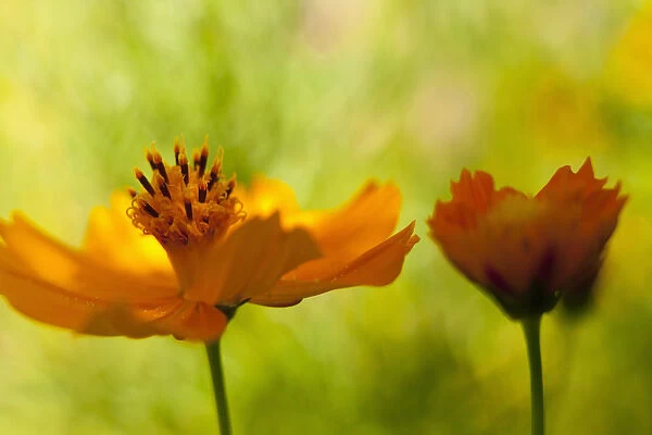 Cosmos, Yellow coloured flowers growing outdoor showing stamen