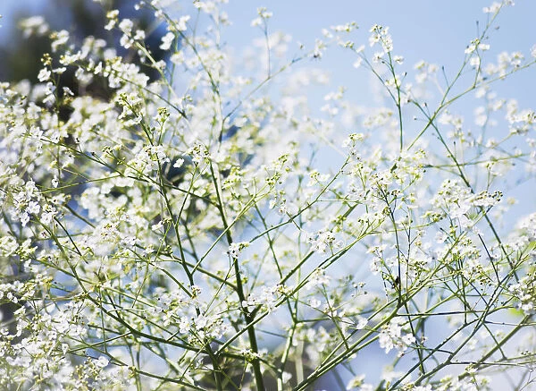 Crambe, Crambe cordifolilia, detail of flowers growing on the plant outdoor