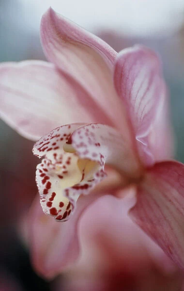 CS_1370. Cymbidium - variety not identified. Orchid. Pink subject