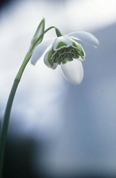 CS_2424. Galanthus desdemona. Snowdrop. White subject