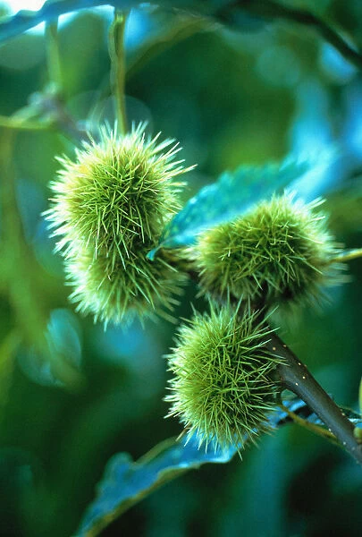 CS_F553. Castanea sativa. Chestnut - Sweet chestnut. Green subject. Green b / g