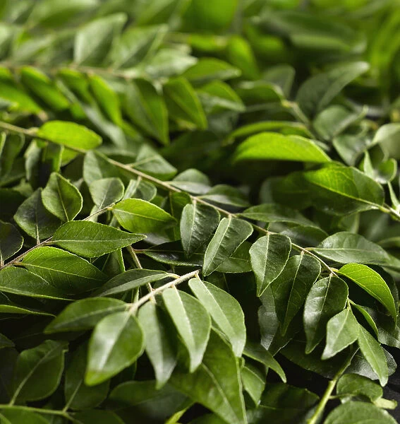 Curry leaves, Murraya koenigii, mass of leaves of the Curry tree on stems
