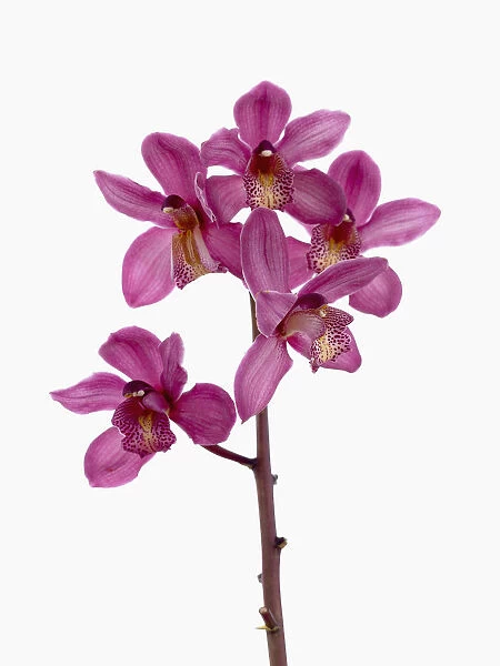 cymbidium cultivar, orchid