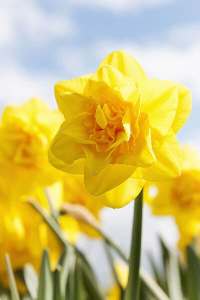 Daffodil Jack the Lad, Narcissus Jack the Lad