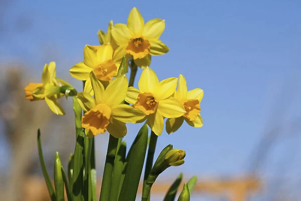 Daffodil, Narcissus, Yelllow flowers growing outdoor against a blue sky