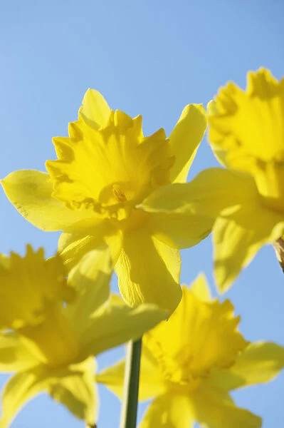 Daffoldil. Daffodil, Narcissus King Alfred, Low front view of a group of